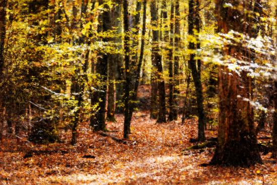 Banner malerischer Herbstwald I Online bestellen!